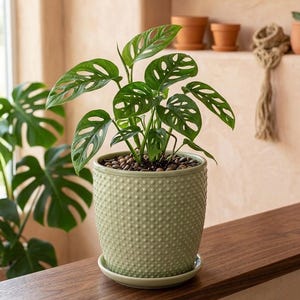 Salbeigrüner Fass-Übertopf mit Drainage und befestigtem Untersetzer, 21,6 cm großer Keramik-Topf für Monstera und Zimmerpflanzen, Indoor-Gartendeko