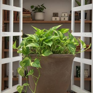May include: A large, brown, decorative pot filled with a lush green plant with variegated leaves. The plant is in front of a white window with bookshelves in the background. The plant's vines cascade down the side of the pot.