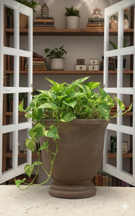 Rustic Brown Pedestal Urn Planter/Vintage Style Terracotta Pot/Planters and  Pots /Plant Pot/Indoor Planters