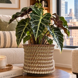 May include: An Alocasia plant with large, dark green, arrow-shaped leaves featuring prominent white veins, potted in a cylindrical ceramic planter with a textured, wavy, cream and brown glazed finish and a flared top rim.