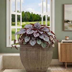 May include: A large, round, dark brown ceramic planter with a vertical ribbed texture, containing a lush Peperomia caperata plant with heart-shaped, silver-veined, purple-tinted leaves. The text @LeafPottery is visible in the bottom left corner.