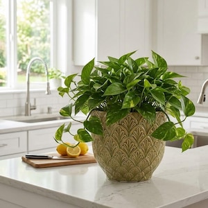 May include: A lush green pothos plant with variegated heart-shaped leaves sits in a round, olive-green ceramic planter featuring a raised, repeating fan-like pattern on its exterior surface, placed on a white marble kitchen countertop.