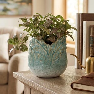 May include: A Fittonia plant with green and pink veined leaves potted in a textured, turquoise ceramic planter with a scalloped rim. The planter features a gradient finish and the text @LeafPottery is visible in the lower right corner.