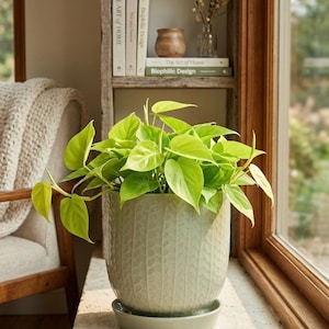 Maceta de cerámica verde salvia con platillo incorporado, maceta texturizada de 18 cm con drenaje, decoración bohemia para el hogar, maceta para filodendro neón