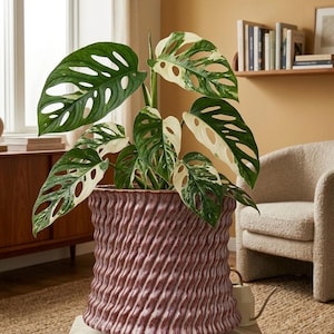 May include: A variegated Monstera adansonii plant with green and white fenestrated leaves potted in a cylindrical, deep mauve ceramic planter featuring a textured, wavy, vertical ribbed pattern across its entire exterior surface.