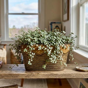 Może przedstawiać: Wisząca roślina Pilea glauca z małymi, okrągłymi, srebrno-zielonymi liśćmi zwisającymi po bokach szerokiej, owalnej ceramicznej doniczki. Doniczka ma ciemnobrązową, poziomo żebrowaną podstawę oraz falisty brzeg w kolorze jasnobrązowym.