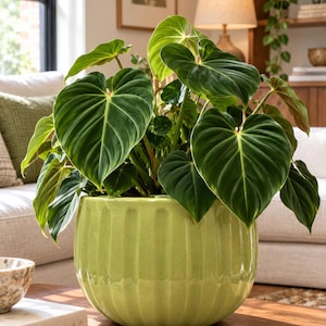 May include: A Philodendron gloriosum plant with large, heart-shaped, dark green velvety leaves featuring prominent light green veins, potted in a round, glossy, light green ceramic planter with vertical ribbed detailing.