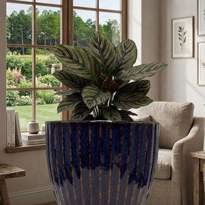 May include: A deep blue ceramic plant pot with a vertical ribbed texture and a glossy finish, featuring a dark brown drip glaze effect between the ribs. The pot sits on a matching black circular saucer and contains a Calathea plant with striped leaves.