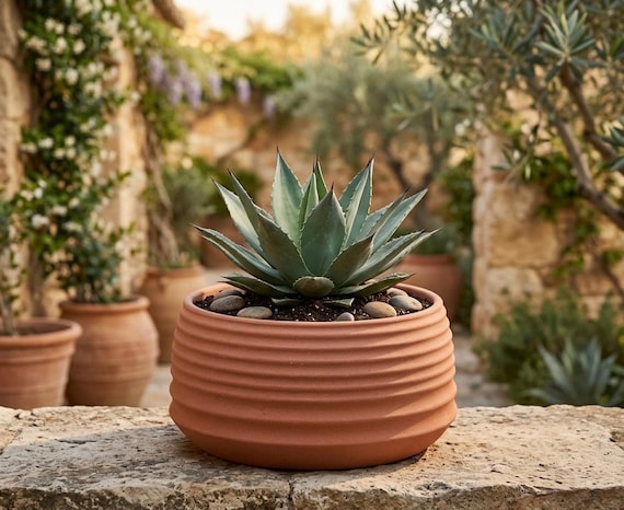 ceramic plant saucer Italian Terracotta Saucers