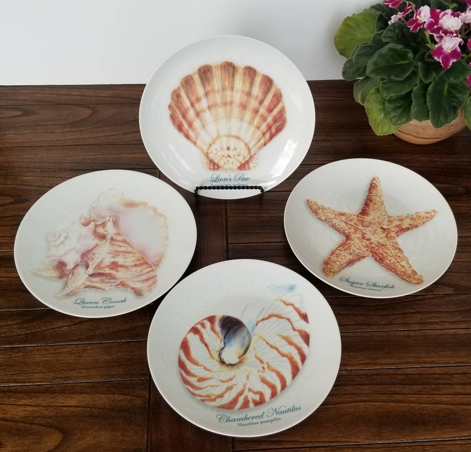 Captiva Sea Shell Plates by Florida Marketplace with Large Etsy