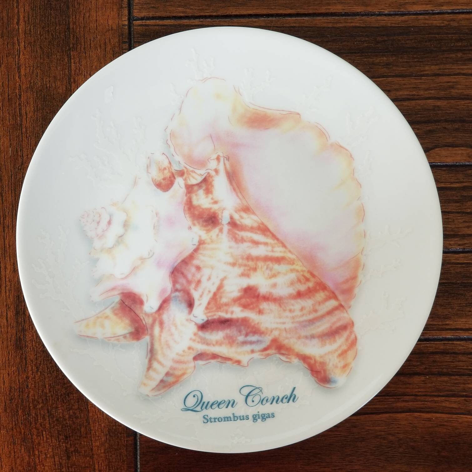 Captiva Sea Shell Plates by Florida Marketplace with Large Etsy