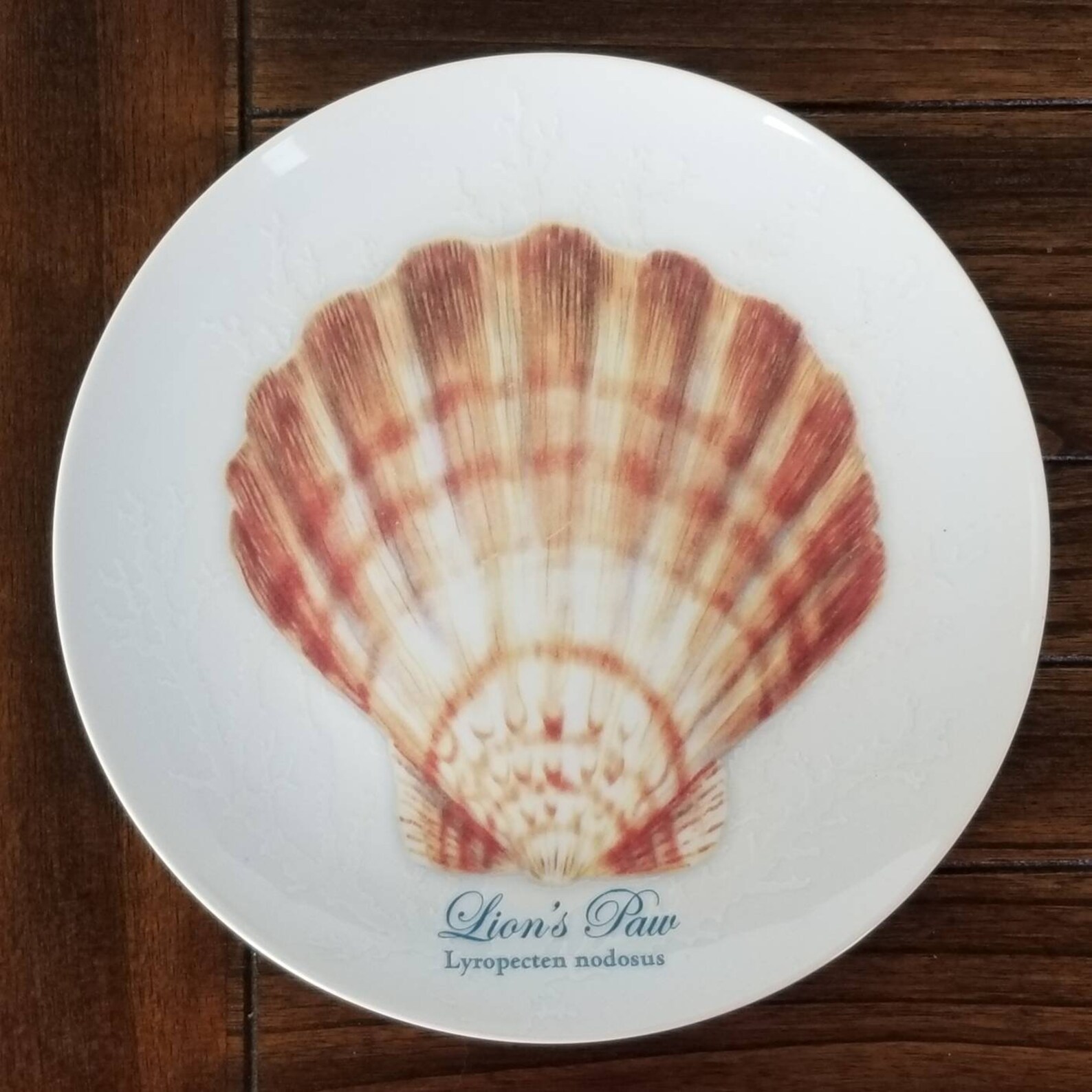 Captiva Sea Shell Plates by Florida Marketplace With Large Etsy