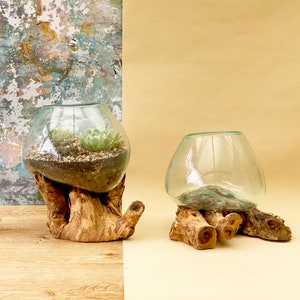 Large Molten Glass/Driftwood Terrarium | Kit & Succulents/Cacti Optional
