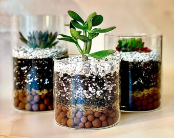 DIY Terrarium Kit Trio: Glass Cylinder Planters, Plant Lover Gift (PDF Instructions)
