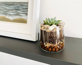 Medium Desktop Terrarium