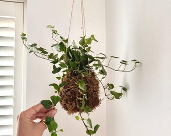 Kokedama DIY Kit: Japanese Moss Ball Plant Craft