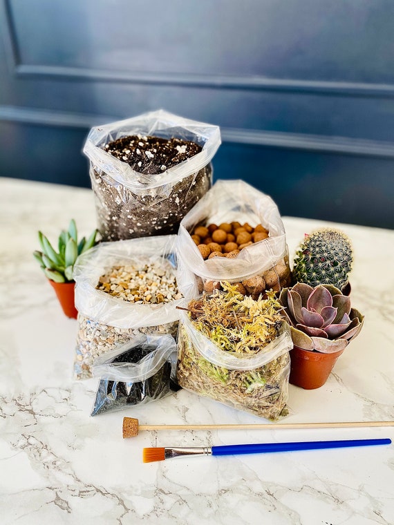 DIY Terrarium Kit | Plants & Container Optional - Etsy