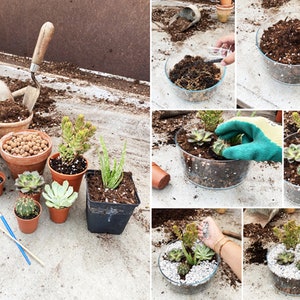 May include: A step-by-step guide to creating a succulent terrarium. The image shows a variety of succulents, soil, and decorative stones being arranged in a clear glass container.