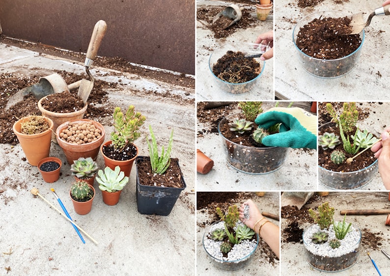 May include: A step-by-step guide to creating a succulent terrarium. The image shows a variety of succulents, soil, and decorative stones being arranged in a clear glass container.