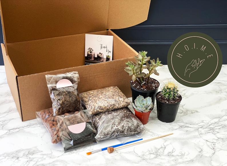DIY Terrarium Kit Plants & Container Optional Etsy