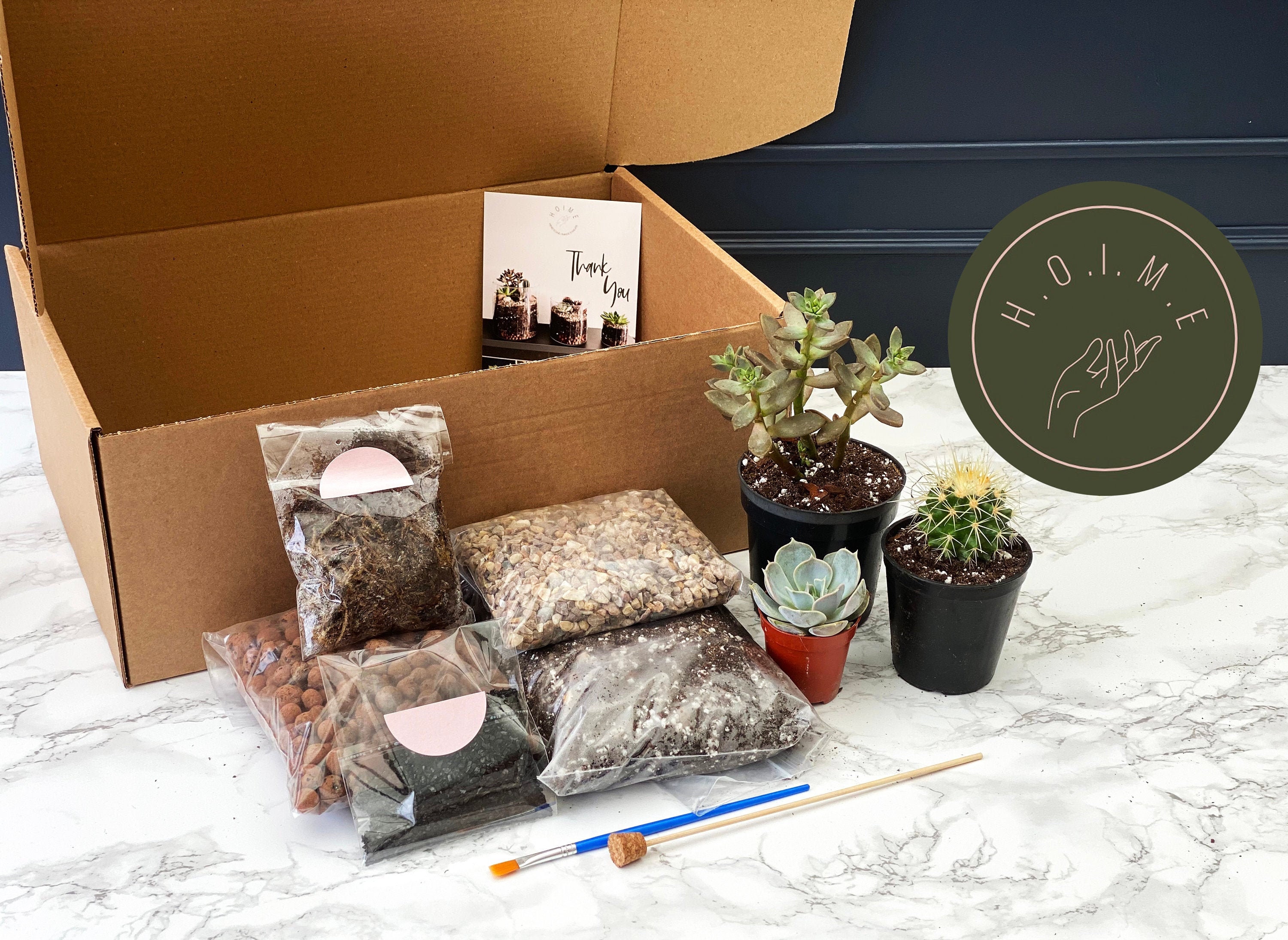 DIY Terrarium Kit Plants & Container Optional Etsy