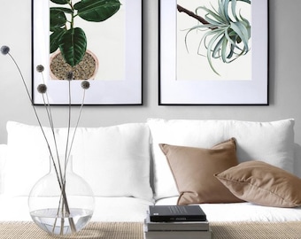 Hand Painted Botanical Prints, Rubber Plant, Air Plant, Icelandic Poppies Wall Art