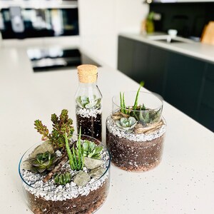 May include: Three glass terrariums with a variety of succulents and small plants. The terrariums are on a white countertop with a speckled pattern.