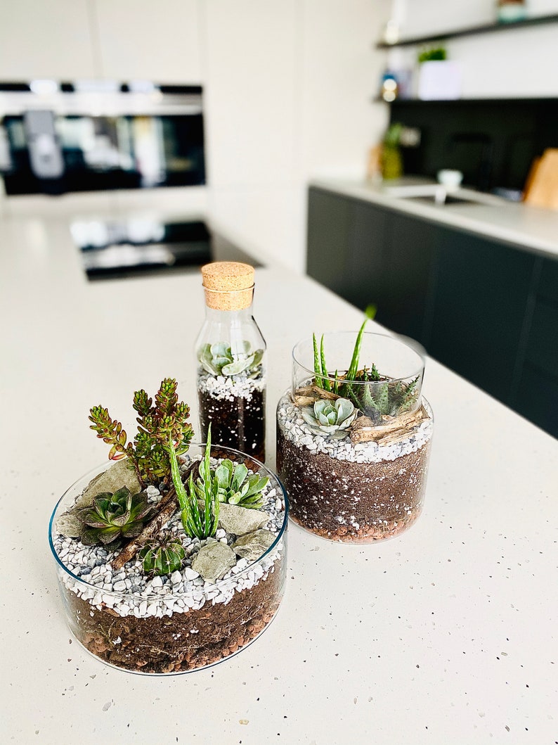 May include: Three glass terrariums with a variety of succulents and small plants. The terrariums are on a white countertop with a speckled pattern.
