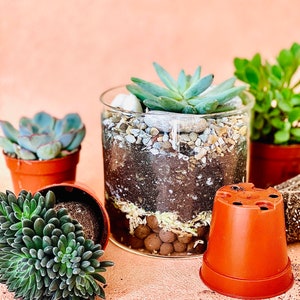 DIY Terrarium Kit for Two: Small Succulent Planter Date Night