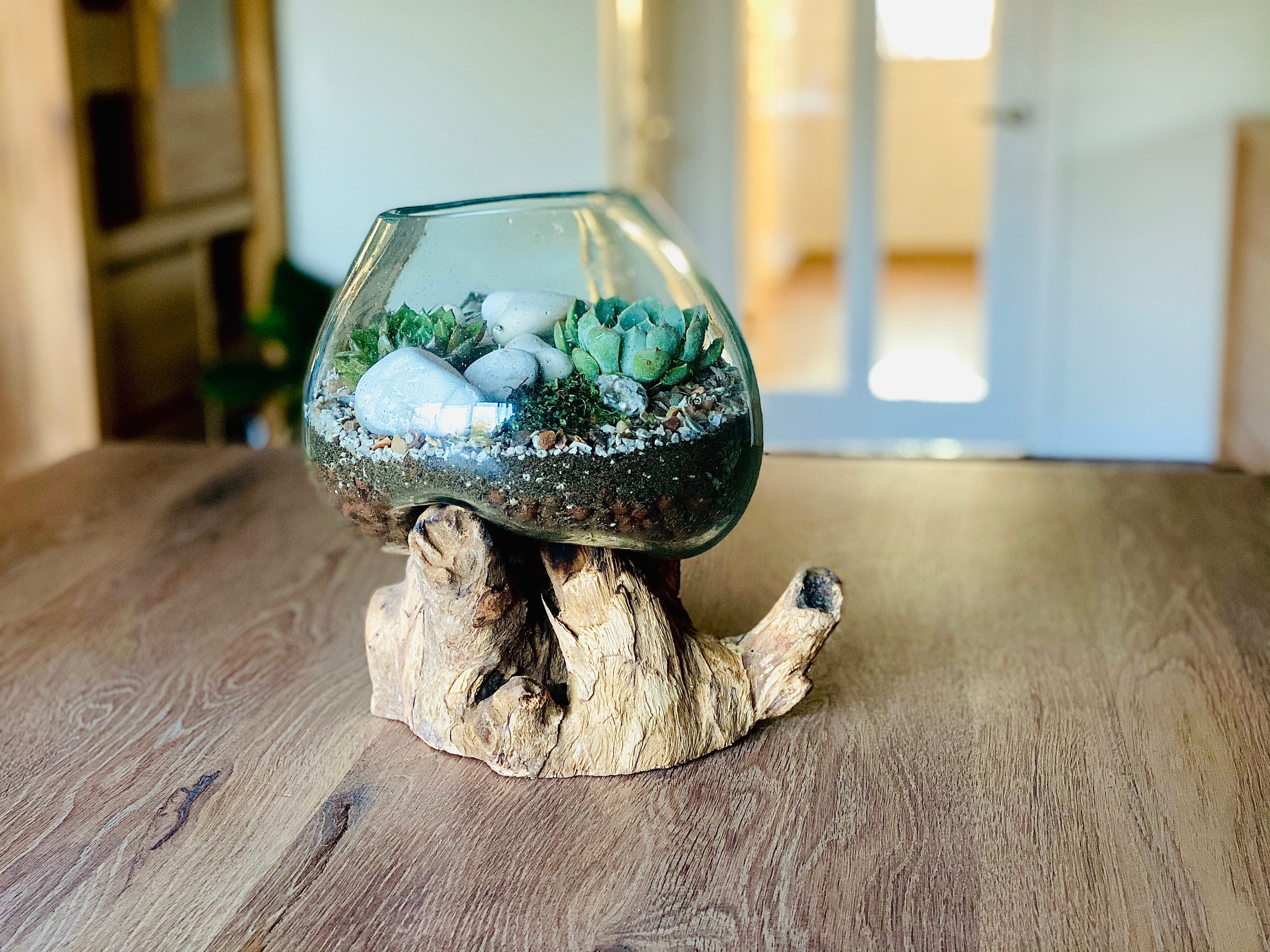 Large Molten Glass/Driftwood Terrarium Kit & Etsy