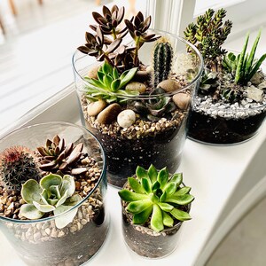 May include: Four glass terrariums with different varieties of succulents and cacti. The terrariums are arranged in a row on a white surface.