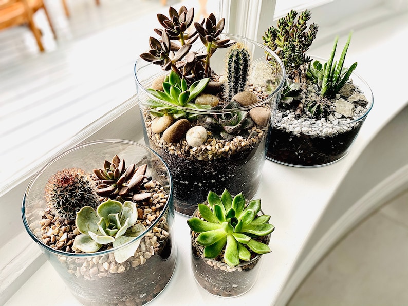 May include: Four glass terrariums with different varieties of succulents and cacti. The terrariums are arranged in a row on a white surface.