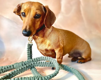 Macrame Dog Lead DIY Kit: Adult Craft Gift