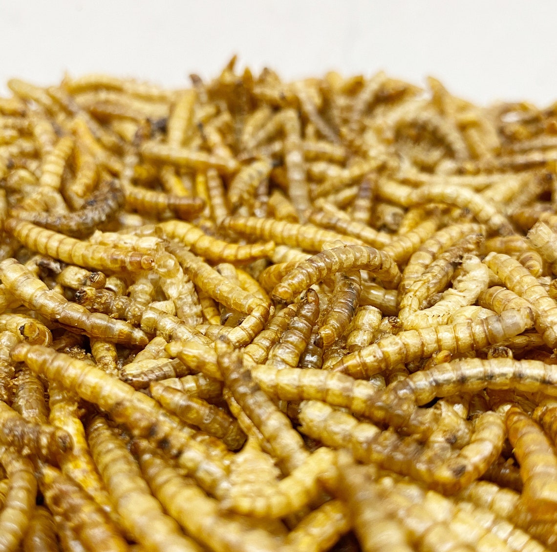 Dried Mealworms Etsy