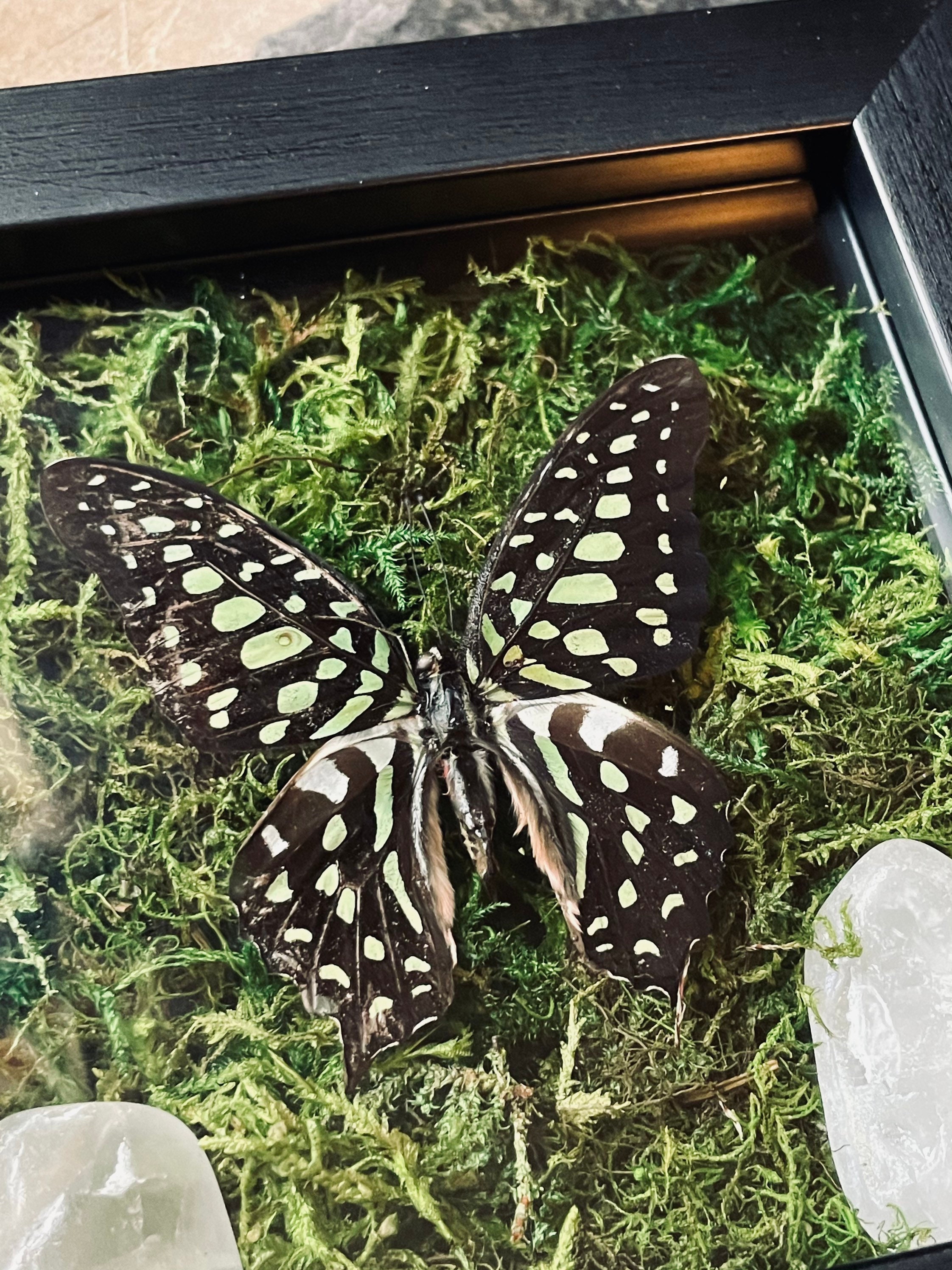 Framed Real Butterfly / Taxidermy Butterfly with Moss and Etsy