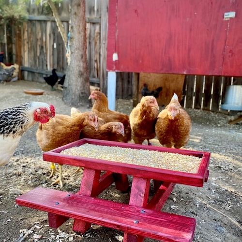 Chicknic Table Chicken Picnic Table Chicken Feeder and Water Etsy