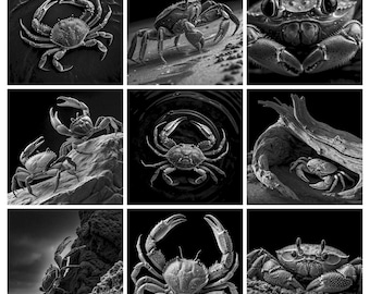 May include: A black and white photo collage featuring nine distinct views of crabs. The images display crabs in various positions, including crawling on sand, perched on rocks, submerged in water, and close-up portraits showing their shells and claws.