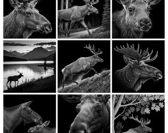 May include: A collection of nine black and white illustrations featuring moose in various settings, including close-up portraits, a moose walking through a forest, a moose by a lake with mountains, a moose running, and a moose resting under a tree.