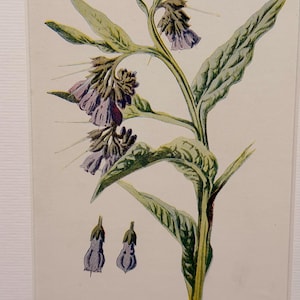 May include: A botanical illustration of a comfrey plant, featuring purple bell-shaped flowers and large green leaves. The artwork is framed in a white border and includes the word "COMFREY" at the bottom.