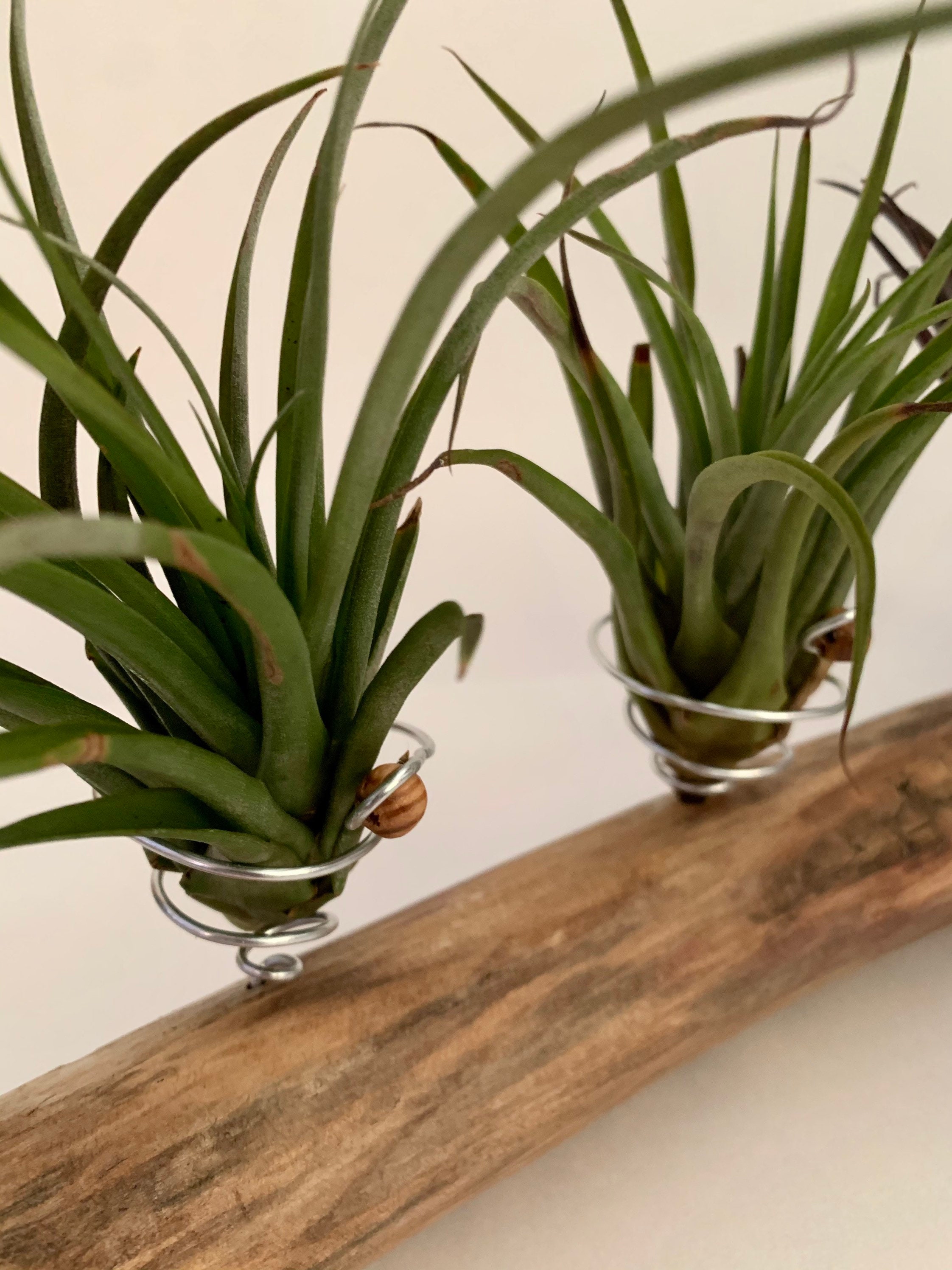 Driftwood Display for Air Plants Etsy