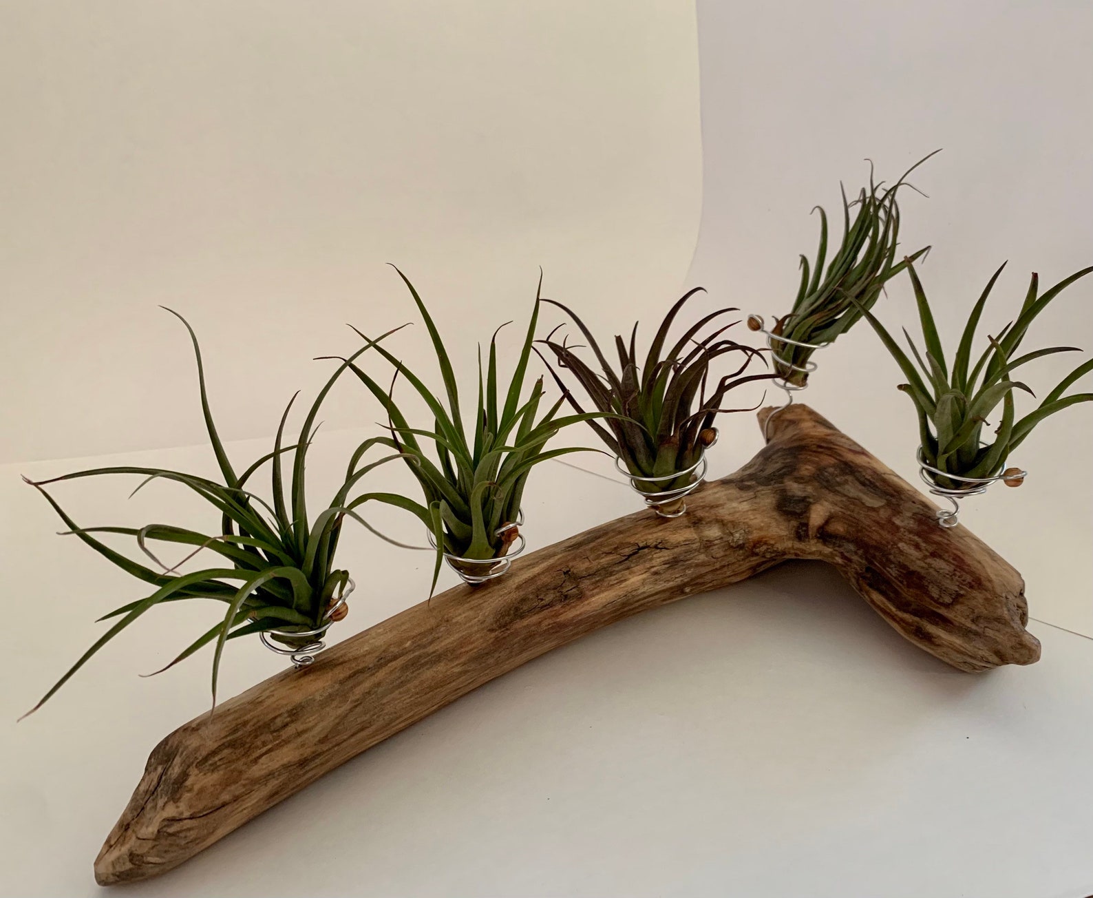 Driftwood Display for Air Plants Etsy