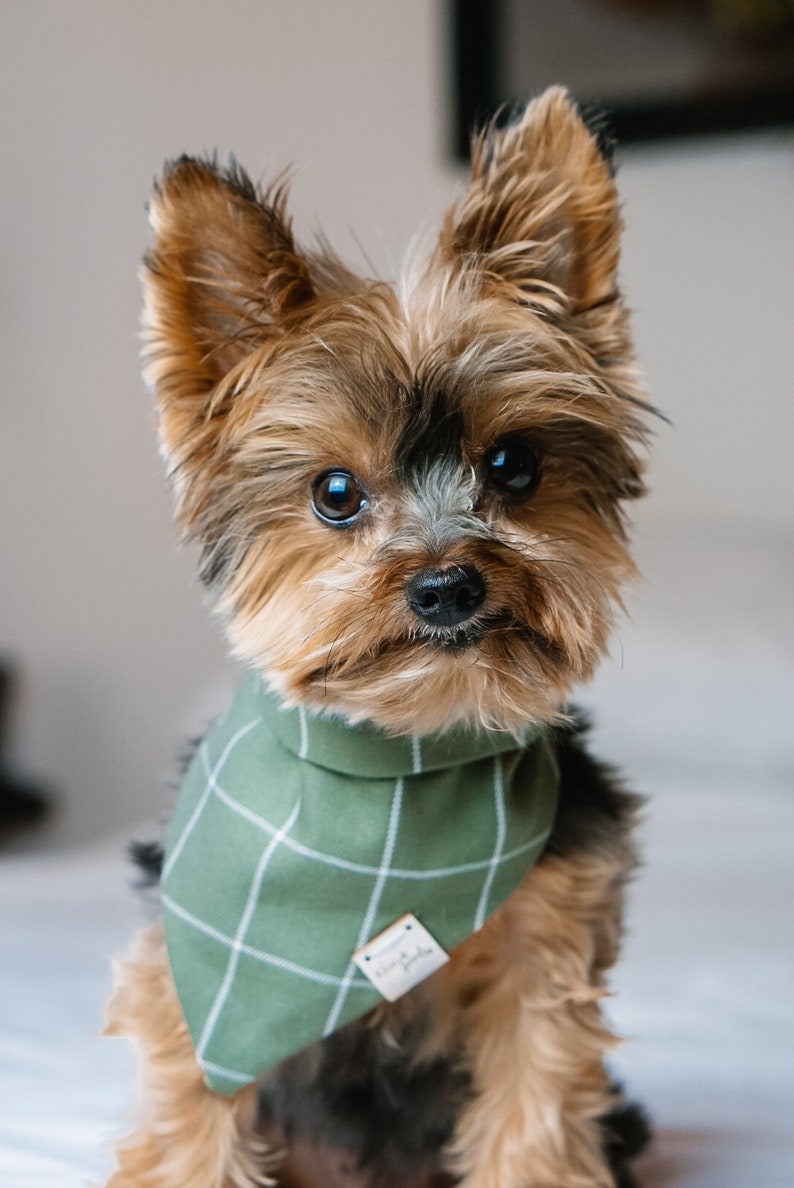 spring dog bandanas