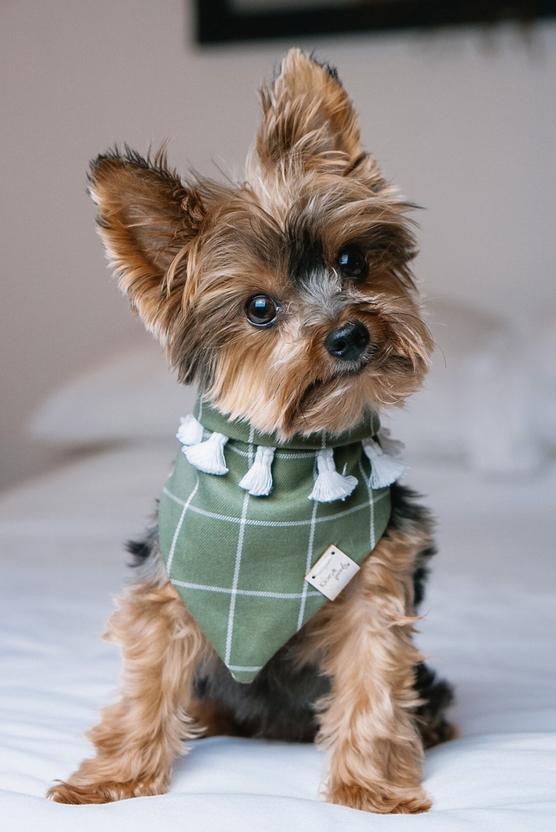 spring dog bandanas