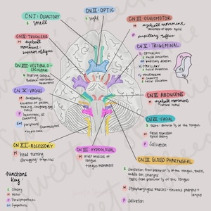 May include: A colorful illustration of the human brain with the 12 cranial nerves labeled and their functions listed. The illustration is on a light gray background.