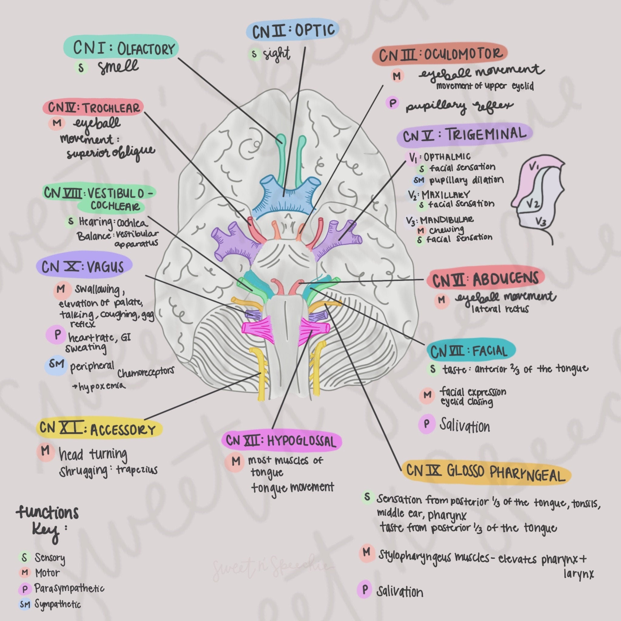 Cranial Nerves Digital Download - Etsy Australia