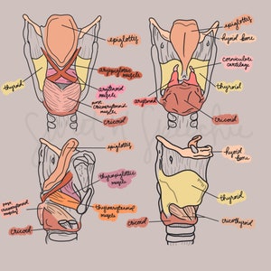 Larynx Anatomy features