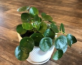 Pilea peperomiodes quot Chinese Money Plant quot 4 quot or 6 quot pot FREE SHIPPING