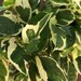 stephanie Castillo reviewed Pothos “Pearls & Jade” (also known as Pothos N’joy)    FREE SHIPPING! Variegated Pothos   4 inch pot