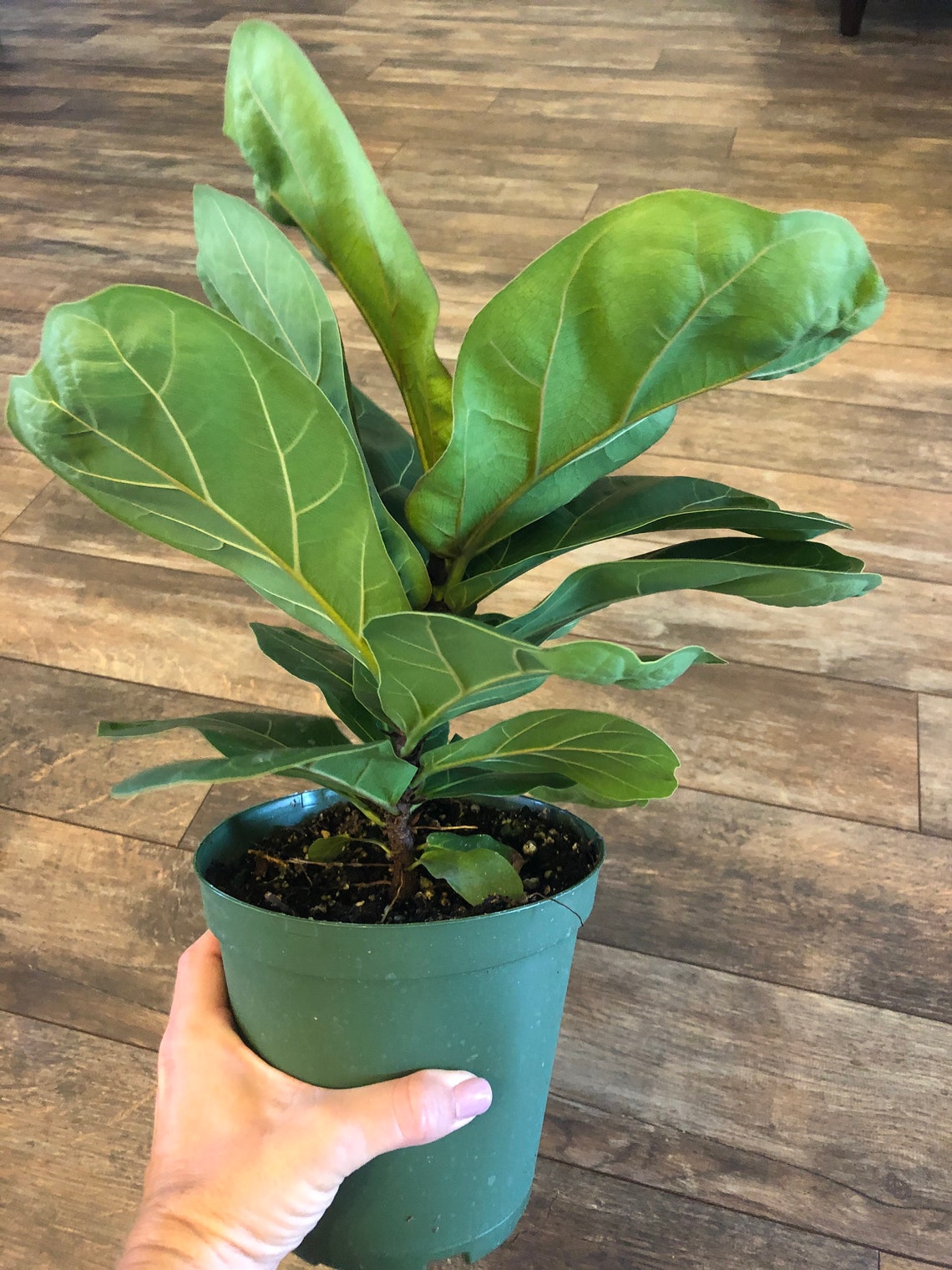 Ficus Lyrata little Sunshine /6 Inch Pot/ FREE SHIPPING - Etsy