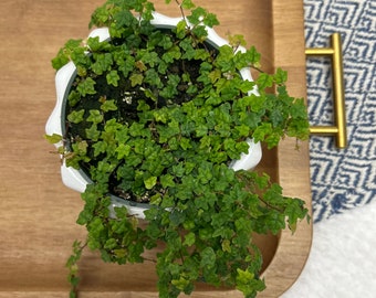 Ficus quercifolia aka: Mini Oakleaf/Creeping Fig/ String of Frogs/ 4" pot or 6" Hanging basket / FREE SHIPPING